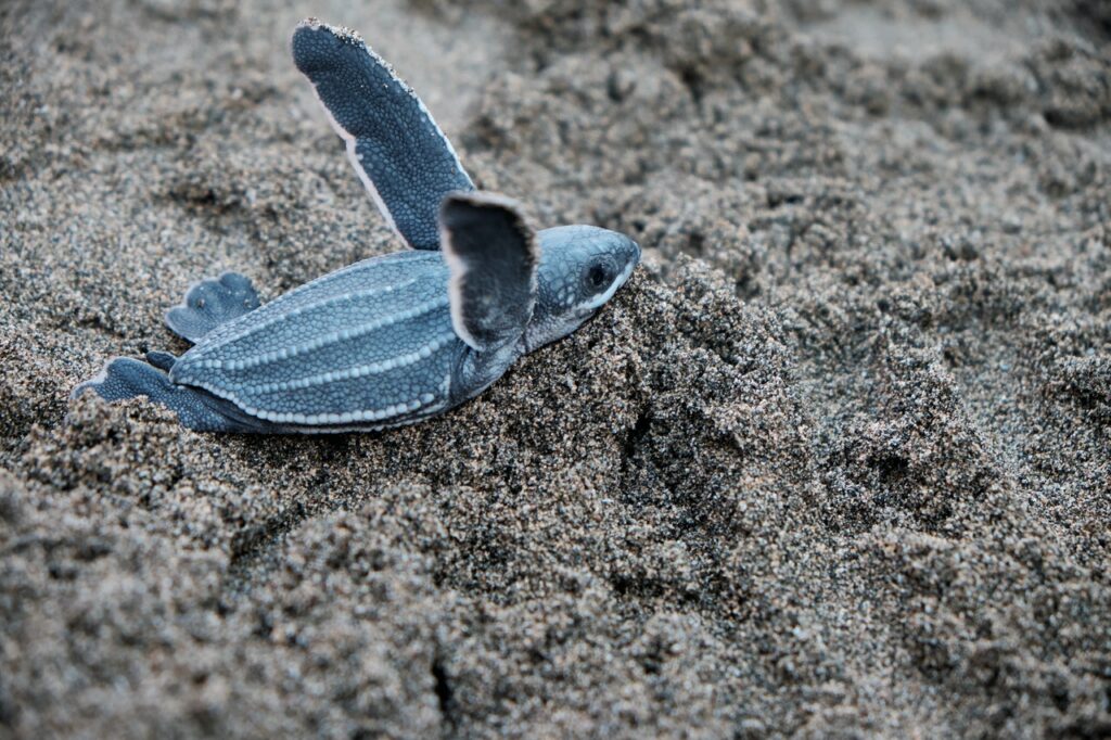 Frisch geschlüpftes Meeresschildkröten-Baby