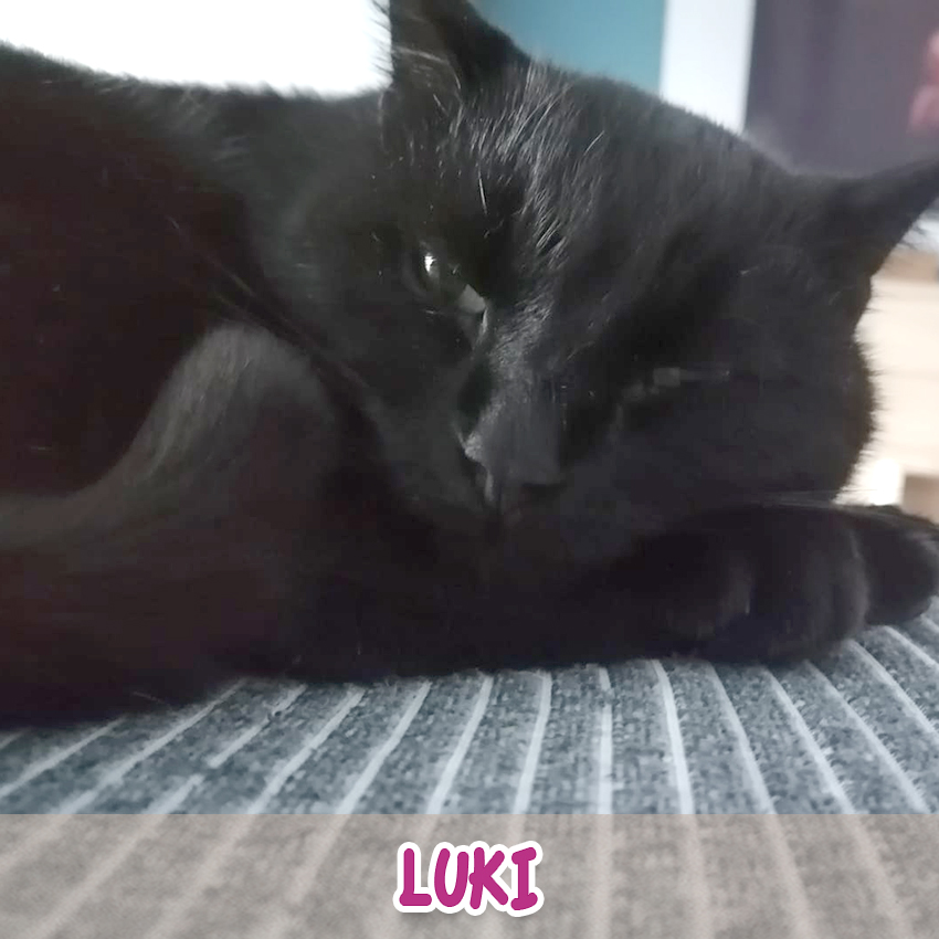 Katze "Luki" ("Lieblingstier-Foto"-Aktion)