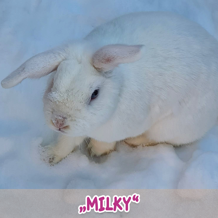 Kaninchen "Milky" ("Lieblingstier-Foto"-Aktion)