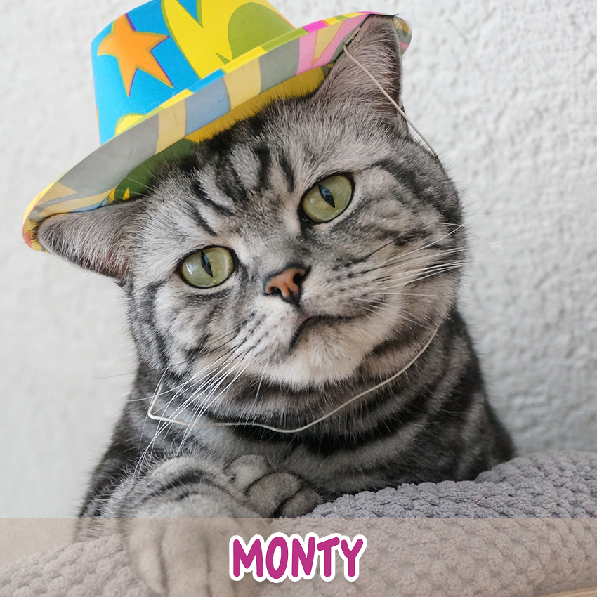 Katze "Monty" ("Lieblingstier-Foto"-Aktion)