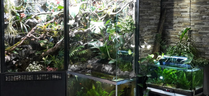 Der Regenwald im Wohnzimmer: Bau eines Paludariums