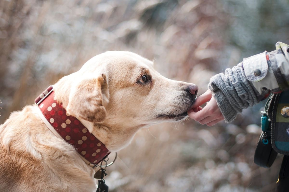 Ein Hund schnüffelt an der Hand seiner Besitzerin