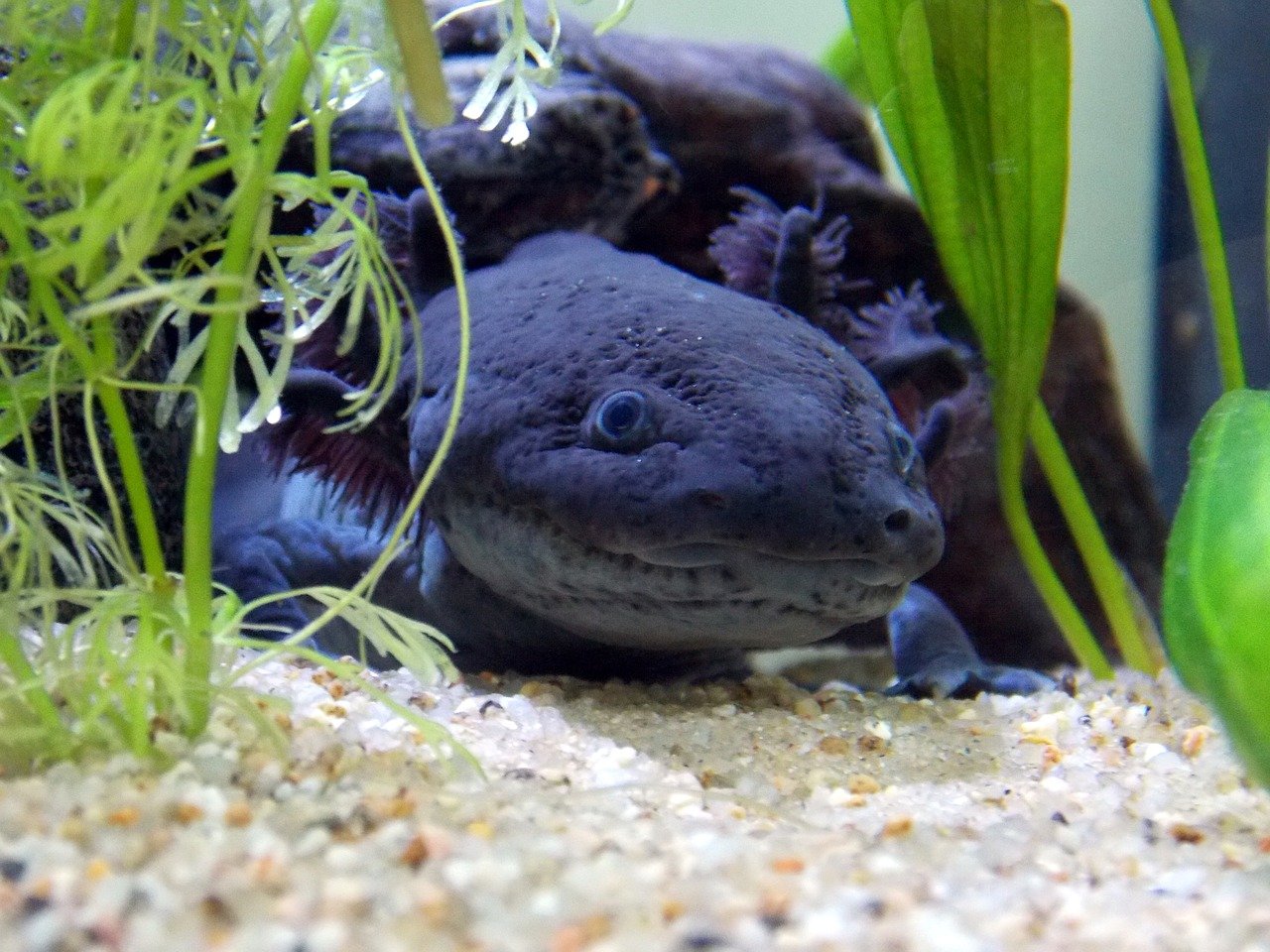 Axolotl schwarz