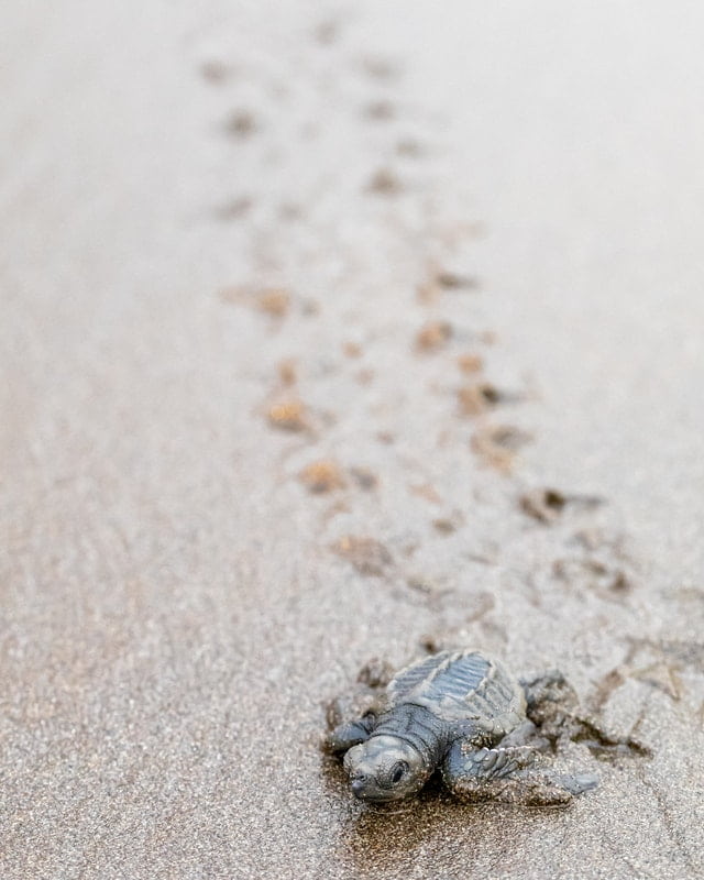 Frisch geschlüpfte Meeresschildkröte. Foto: Karlus Morales via Pexels