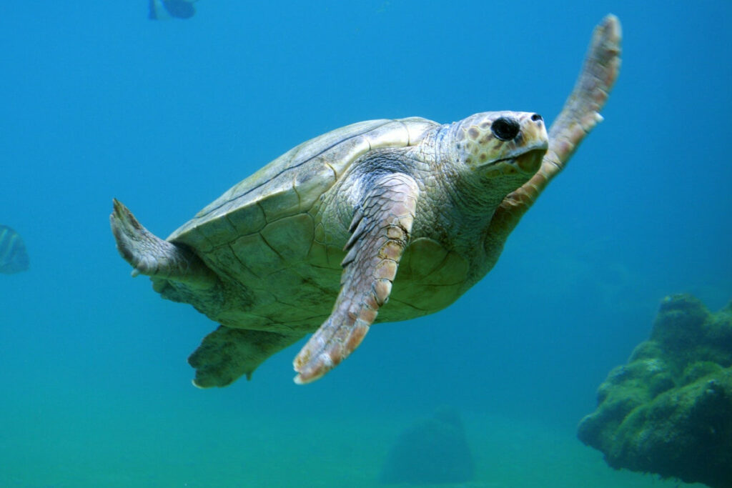 Schwimmende Meeresschildkröte