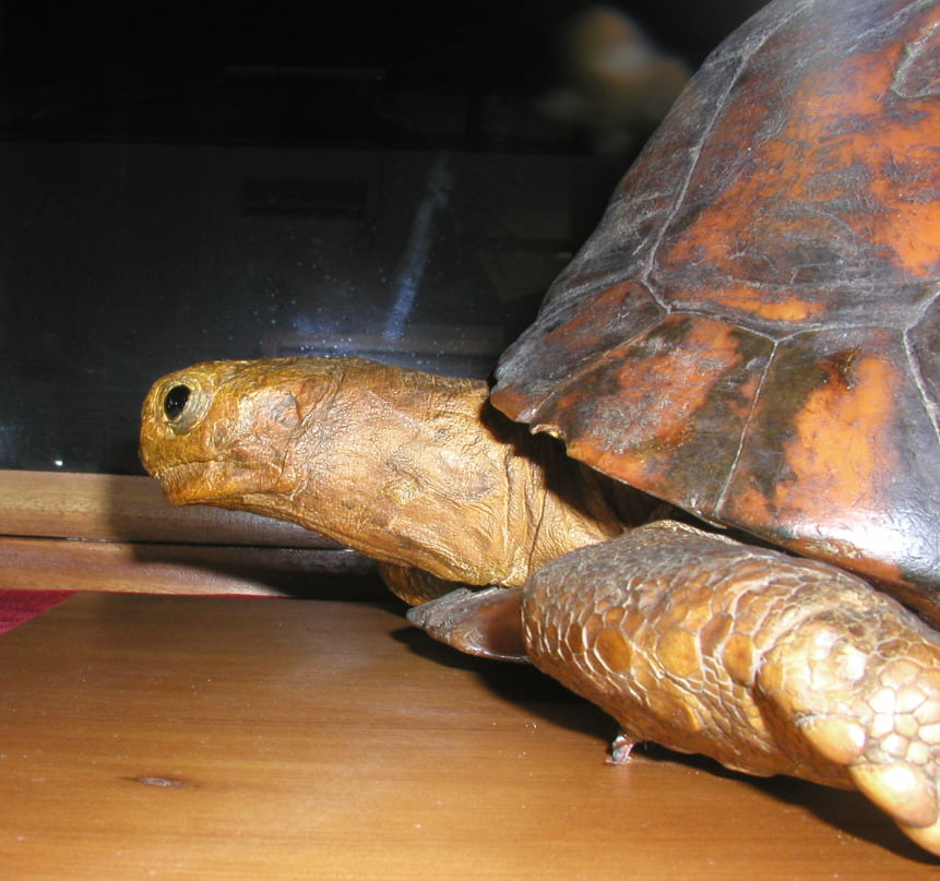 Schildkröte Tu'i Malila (präpariert)