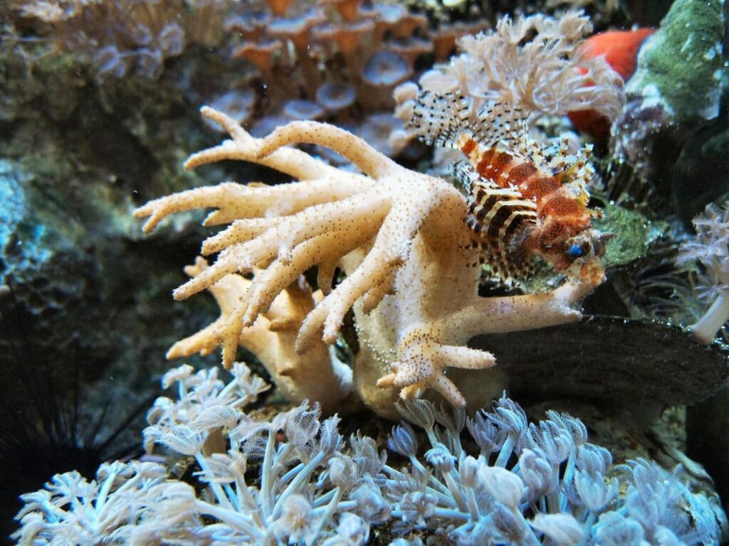 Dendrochirus brachypterus auf Koralle