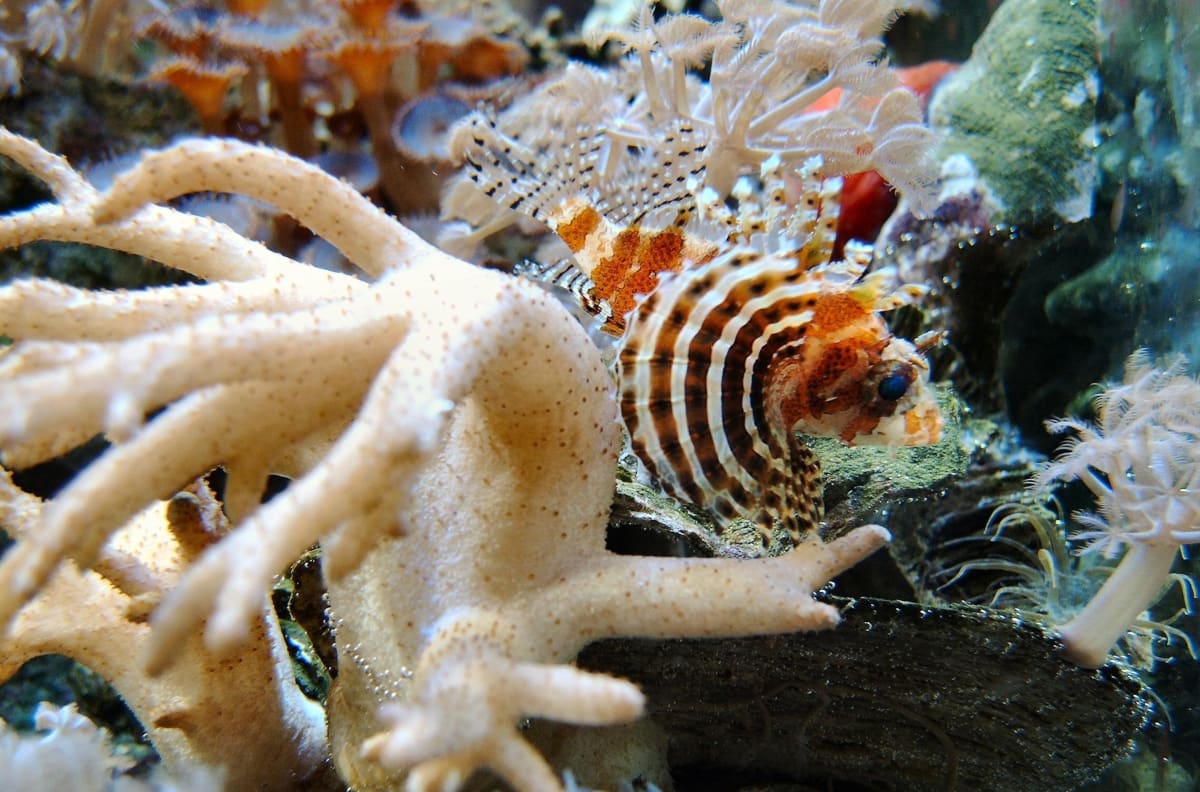 Feuerfisch im Meerwasseraquarium