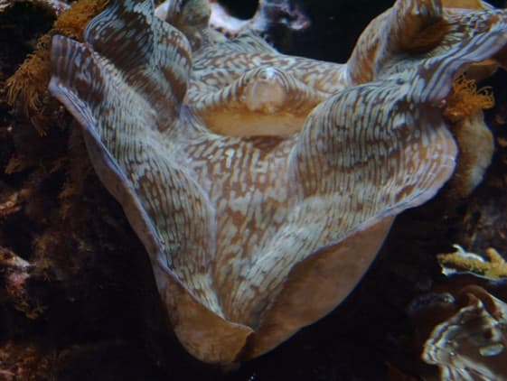Meerwasseraquarium: ca. 15-jährige Tridacna sp.