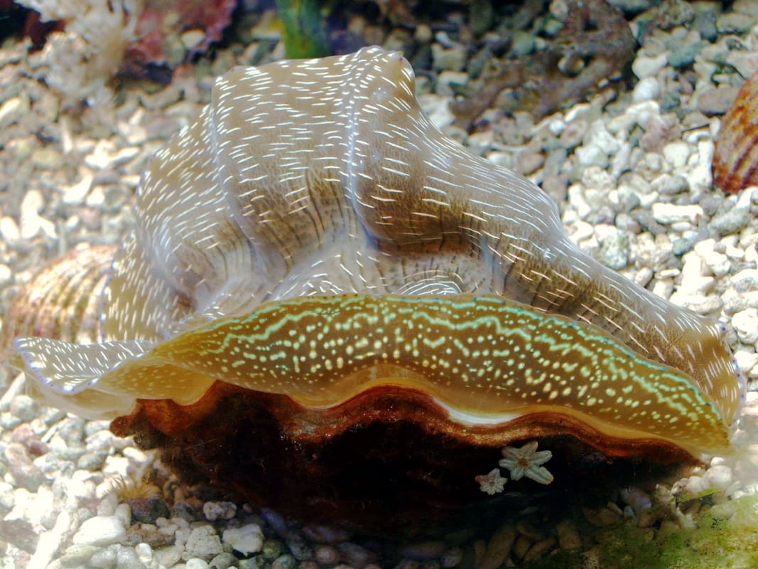 Tridacna Riesenmuschel in Aquarienhaltung