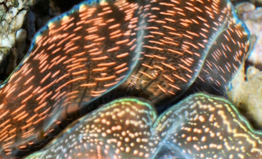 Tridacna Riesenmuschel in Aquarienhaltung (Detail des schillernden Saumes)