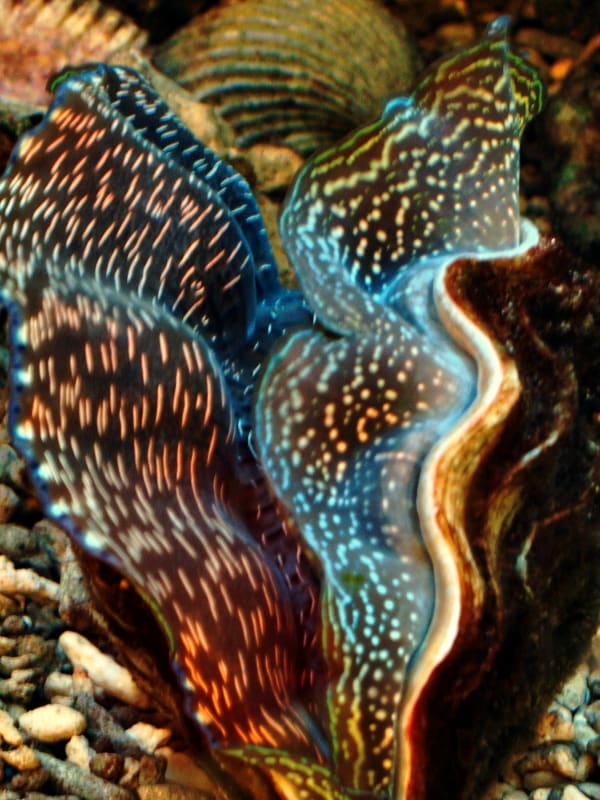 Tridacna Riesenmuschel im Aquarium mit blau schimmerndem Saum