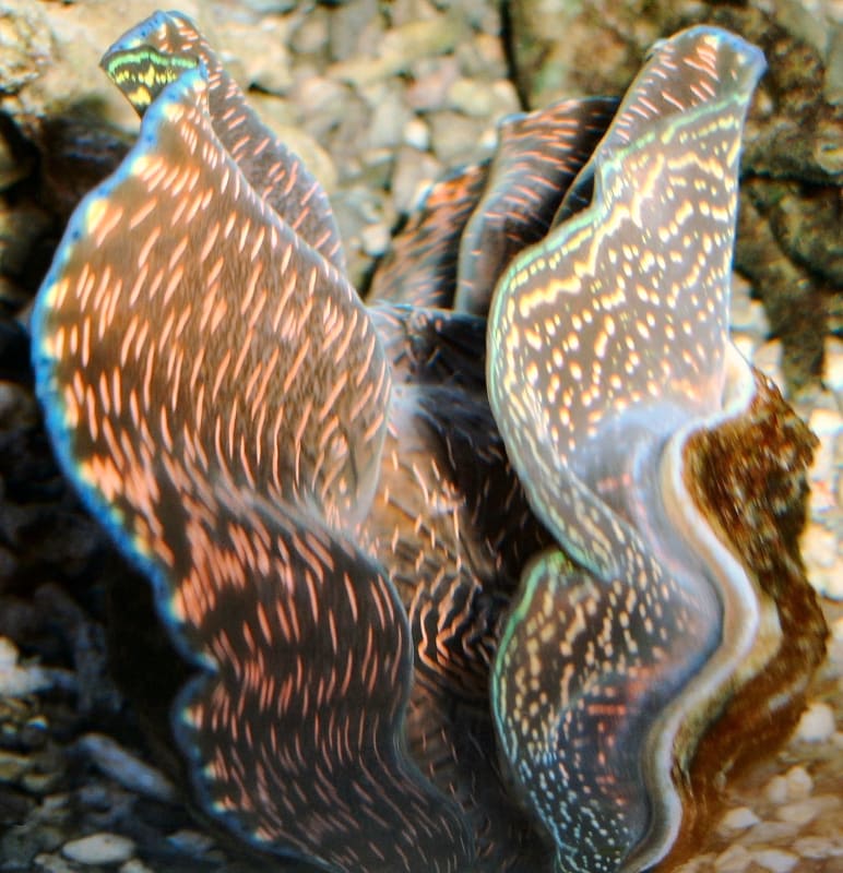 Tridacna Riesenmuschel im Aquarium (Detail)