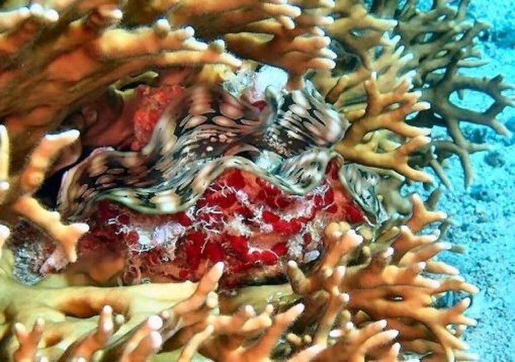 Tridacna Riesenmuschel zwischen Korallenästen