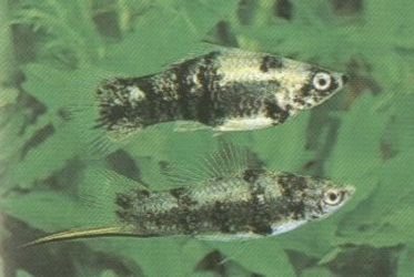 Xiphophorus meyeri - Weibchen und Männchen