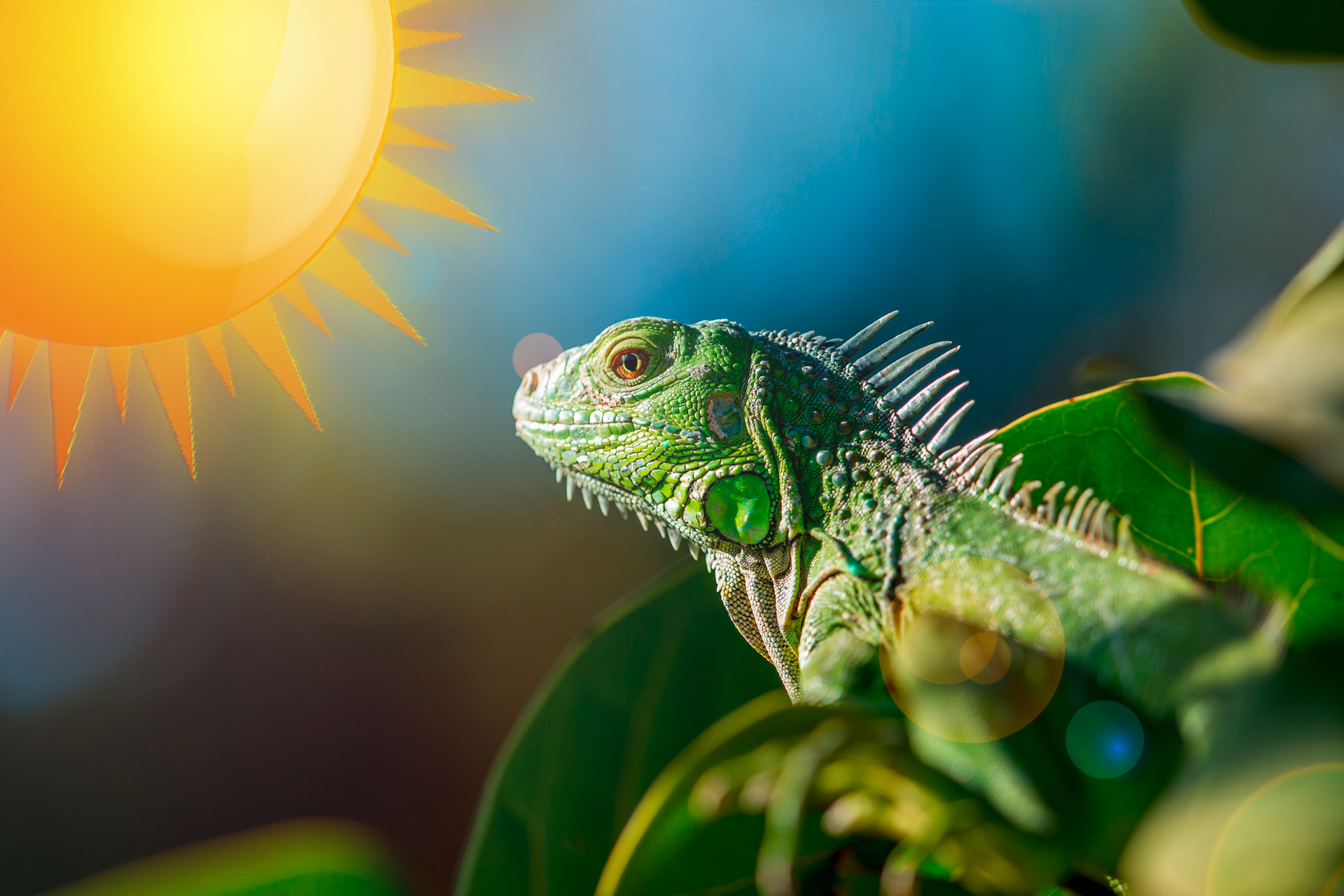 Grüner Leguan unter Sonnenlampe (Poster)